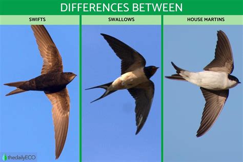 purple martin vs barn swallow|difference between swallows and housemartins.